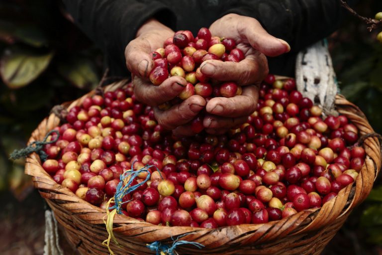 Portrait of María del Socorro López López, 43, a coffee picker at La Revancha Coffee Estate in Matagalpa, Nicaragua. “I have worked 10 years here. With the Fair Trade Committee we will get a price from our work. We are being trained to do our work better”. La Revancha is one of the few Fair Trade certified coffee estates in Latin America. Some buyers prize this labor rights initiatives with a higher market price, which will soon go directly to the workers. Some social actions are made by the workers Fair Trade committee which has direct talks with land owners.