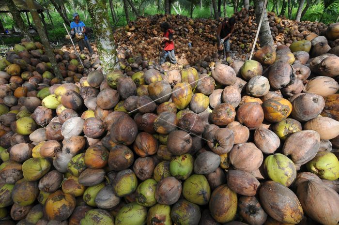 permintaan-kelapa-tua-meningkat-o8nmyy-prv